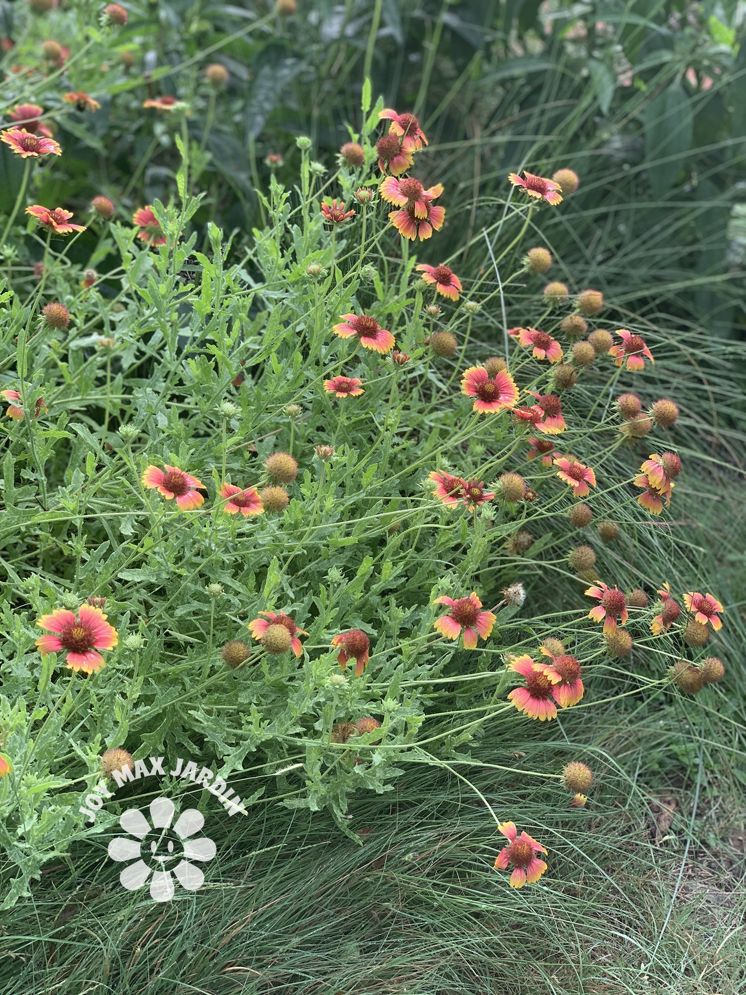 wild flower Texas Forever Wildflower Mix — Joy Max Jardín